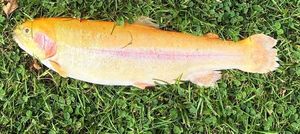 Golden Trout