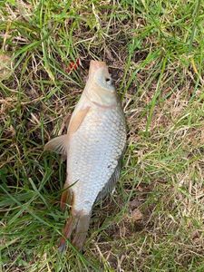 Crucian Carp