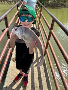 Freshwater Drum