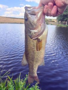 Largemouth Bass