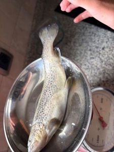 Brown Trout