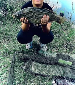 Common Carp