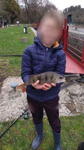 European Perch