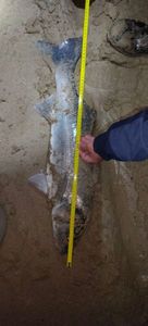 European Bass (Seabass)