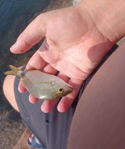 Annular Seabream