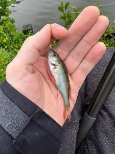 Yellow Perch
