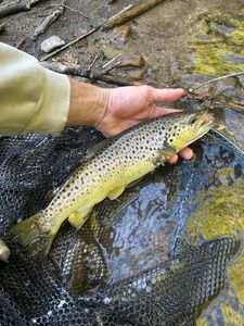 Brown Trout