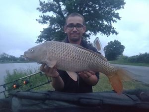 Common Carp