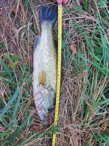 Largemouth Bass