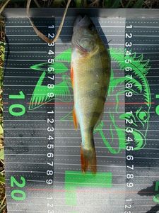 European Perch