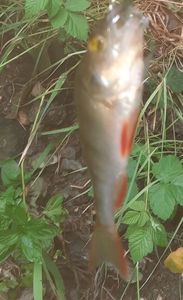 European Perch