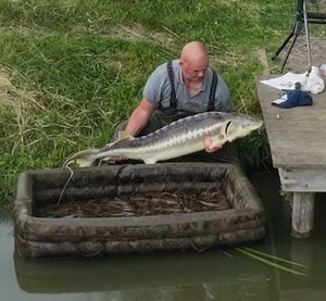 Sturgeon