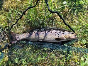Brown Trout