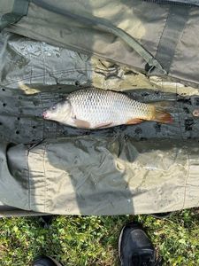 Crucian Carp