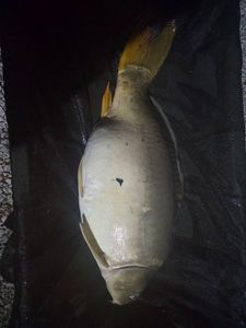 Mirror Carp