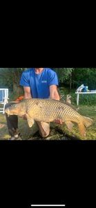 Common Carp