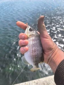 Black Seabream