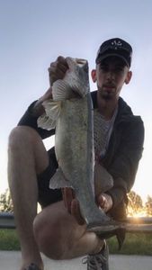 Zander