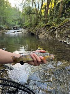 Brown Trout