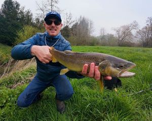 Brown Trout