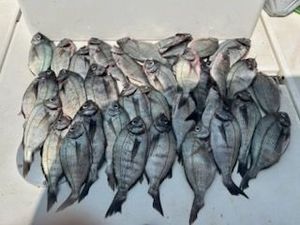 Black Seabream