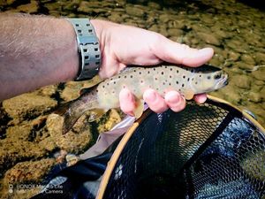 Brown Trout