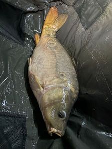 Mirror Carp