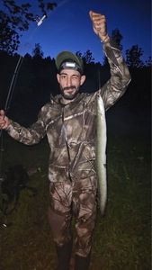 European Eel (Common Eel)