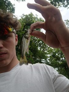 Largemouth Bass