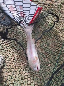 Rainbow Trout