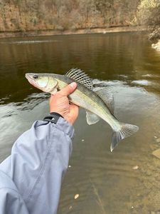 Zander