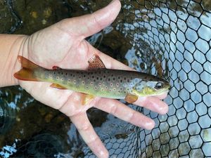 Brown Trout