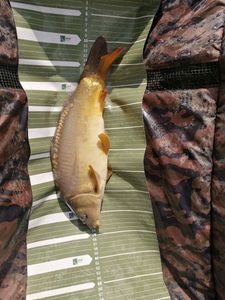 Mirror Carp