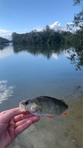 European Perch