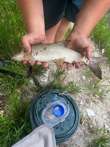 Barbel