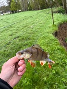 European Perch