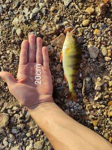 Yellow Perch
