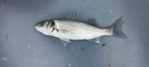 European Bass (Seabass)