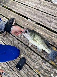 Largemouth Bass