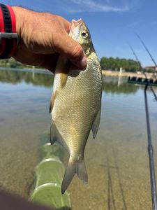 Common Bream