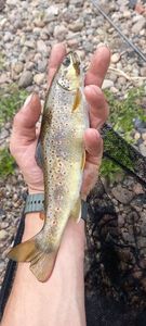 Brown Trout