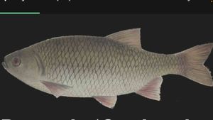 Roach