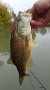Largemouth Bass