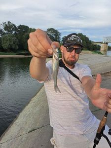 Green Sunfish