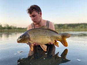 Common Carp