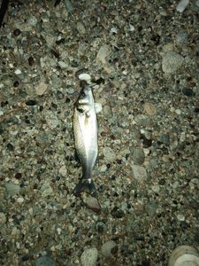 European Bass (Seabass)