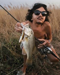 Largemouth Bass