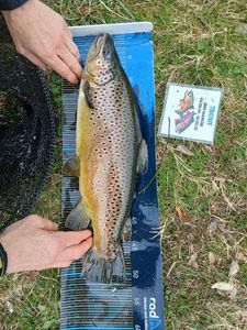 Brown Trout