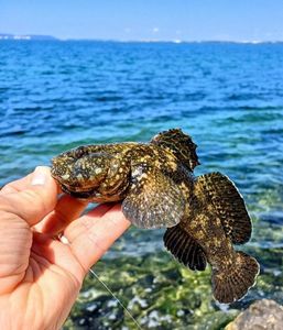 Giant Goby
