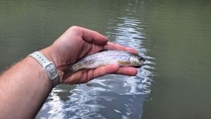 Brown Trout
